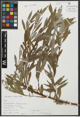 Foto von Salix alba L.